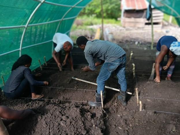 Haitian adults work in a large garden preparing the soil for seeds.