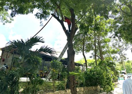 A ladder leans against a tall tree in the hospital courtyard. A person stands in the crook of the tree with a chainsaw.